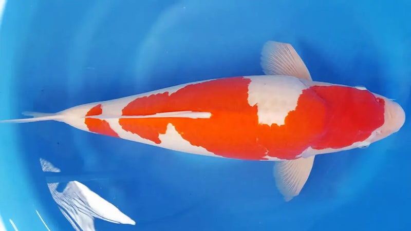 Kohaku koi als voorbeeld van de rood-witte koi-variëteit.