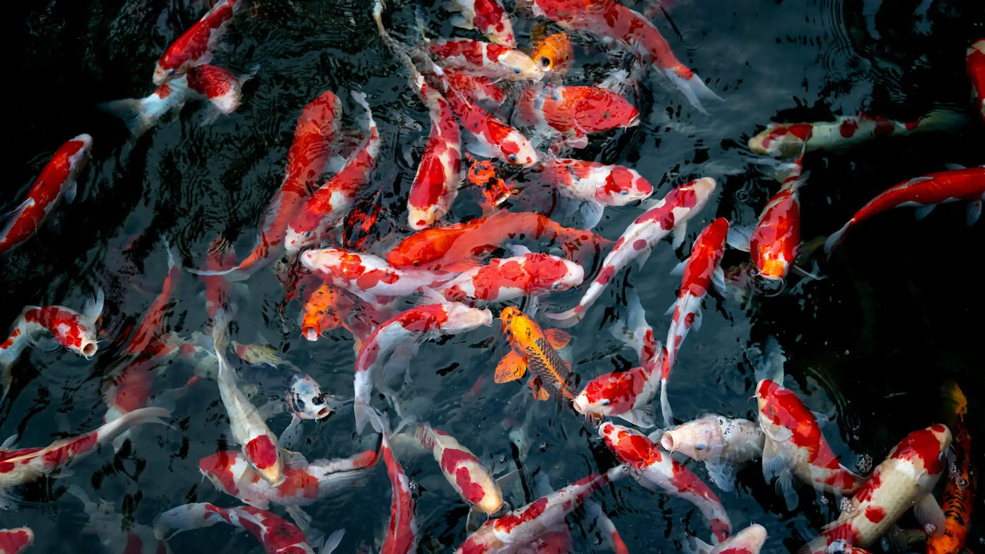 Een groep kleurrijke koi vissen, met rode, witte en oranje patronen, die dicht bij elkaar zwemmen in een vijver met donker water.