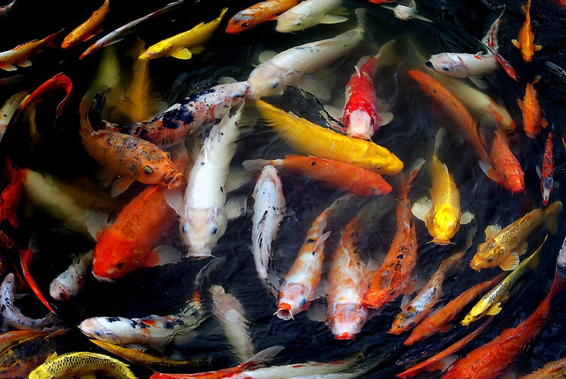 Diverse koi varieteiten met kleurrijke patronen