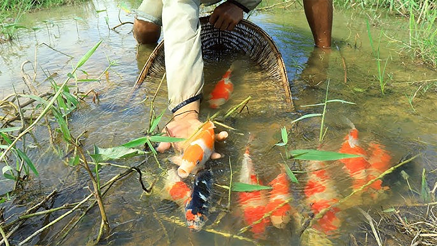 Een verzorger inspecteert handmatig een koi in ondiep water, illustrerend hoe parasieten soms via natuurlijke bronnen kunnen binnendringen
