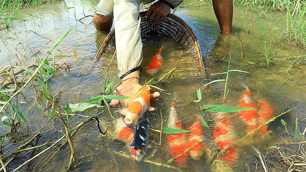Een verzorger inspecteert handmatig een koi in ondiep water, illustrerend hoe parasieten soms via natuurlijke bronnen kunnen binnendringen
