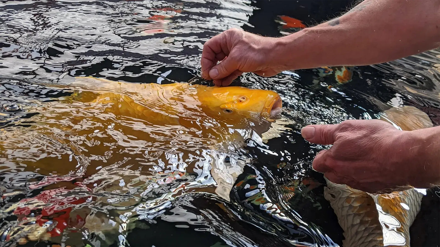 Een gele koi wordt in januari met de hand gevoerd, passend bij koivoer in koud water