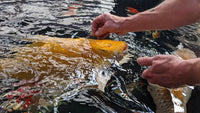 Een gele koi wordt in januari met de hand gevoerd, passend bij koivoer in koud water