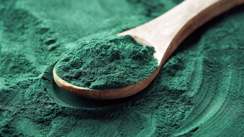 Fijn spirulina-poeder op een houten lepel, een natuurlijk additief voor koivoer