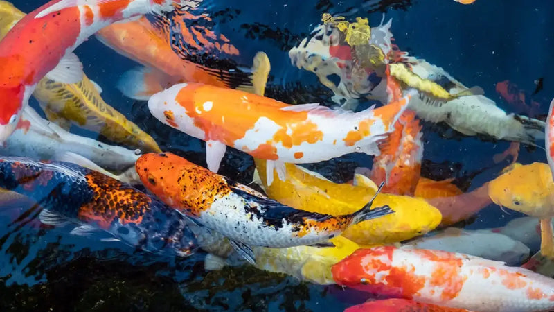 Verschillende gekleurde Japanse Koi die actief naar voer happen in helder vijverwater