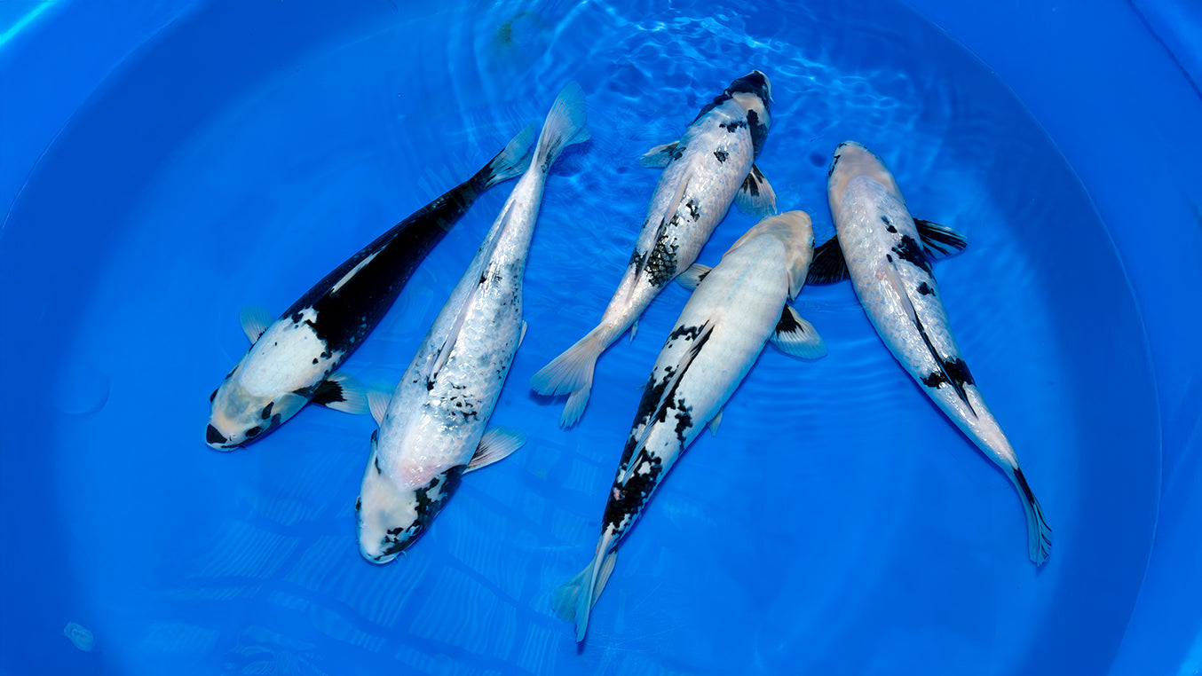 Vijf Matsukawabake koi in een felblauwe bowl, elk met een zwart-wit patroon dat kan veranderen door het toverbal-effect