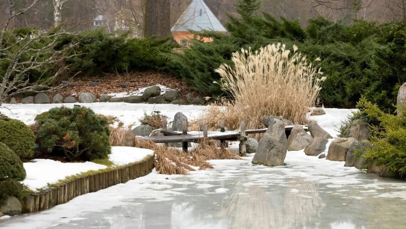 Bevroren koi-vijver in een winterlandschap met planten en rotsen