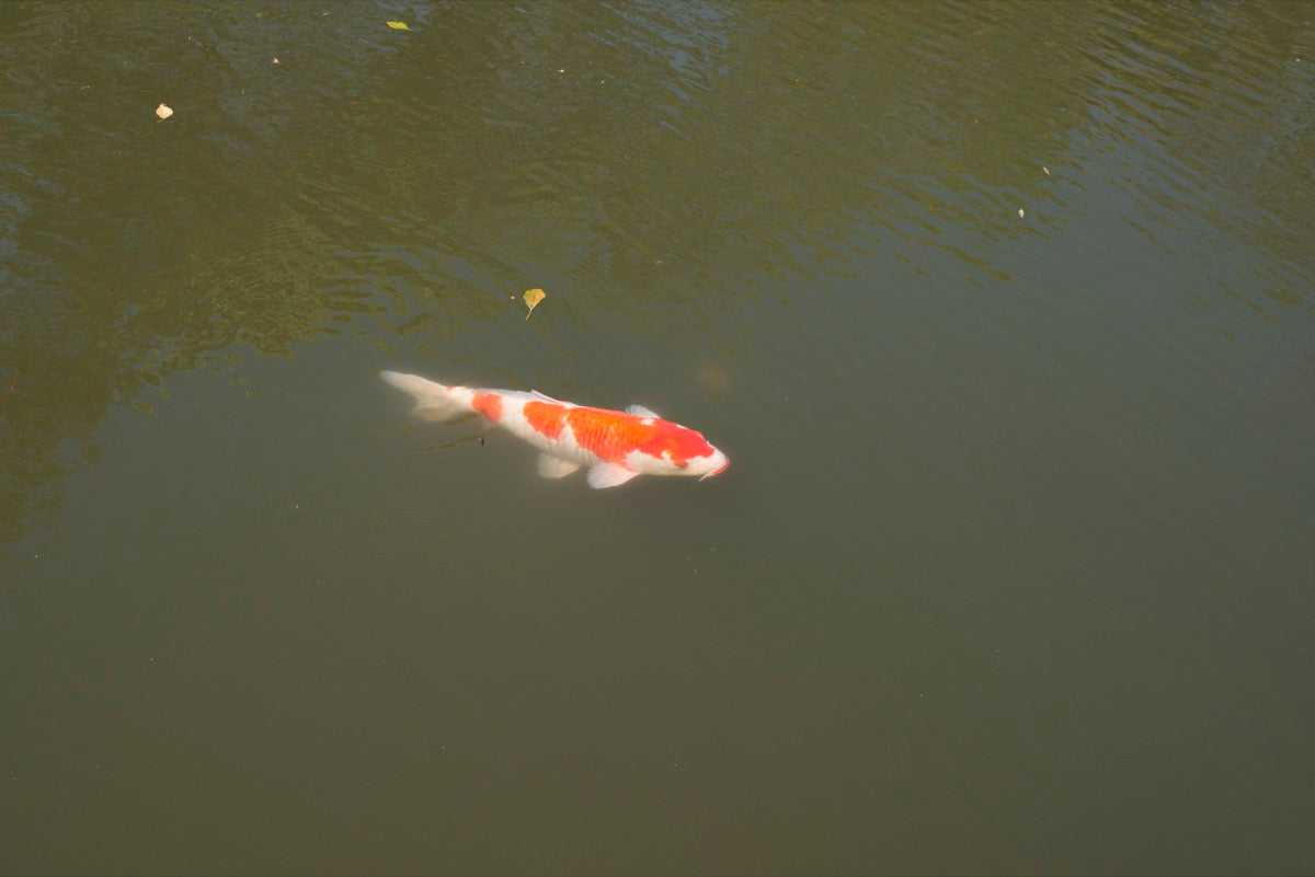 Verschillende leeftijden Koi zwemmend in een Japanse vijver