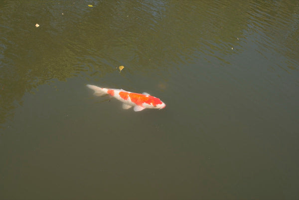 Verschillende leeftijden Koi zwemmend in een Japanse vijver