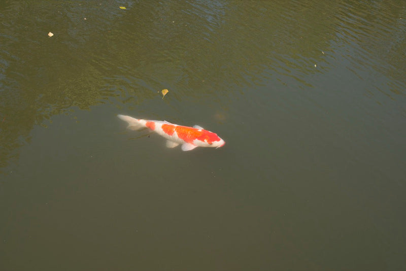 Verschillende leeftijden Koi zwemmend in een Japanse vijver