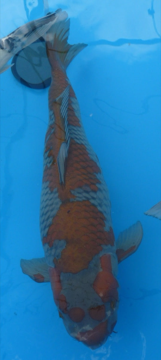 Ochiba Shigure koi met kenmerkend grijs-koper herfstpatroon