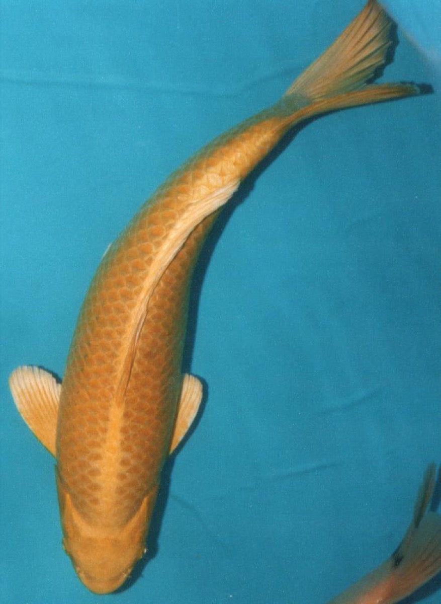 Ogon koi met gouden metallic glans