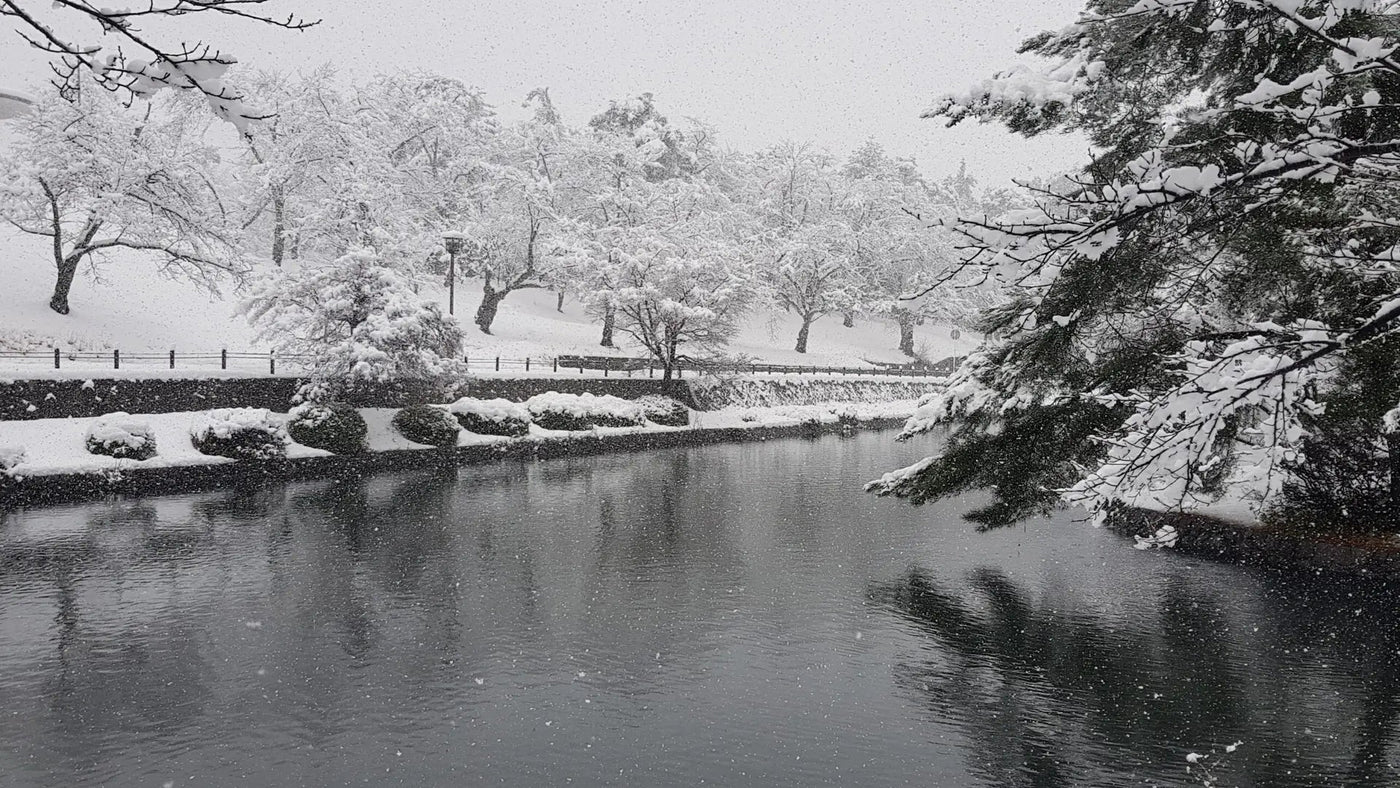 Een serene winterse vijver omgeven door besneeuwde bomen en struiken. De rustige sfeer weerspiegelt het belang van een goede overwintering voor koi.