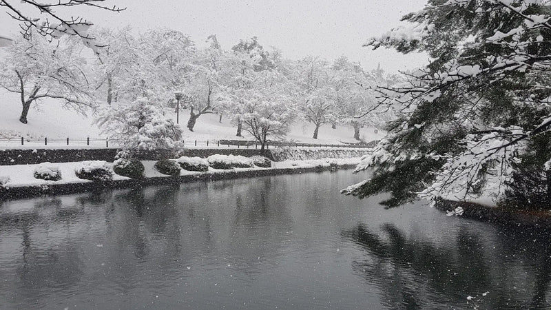 Een serene winterse vijver omgeven door besneeuwde bomen en struiken. De rustige sfeer weerspiegelt het belang van een goede overwintering voor koi.