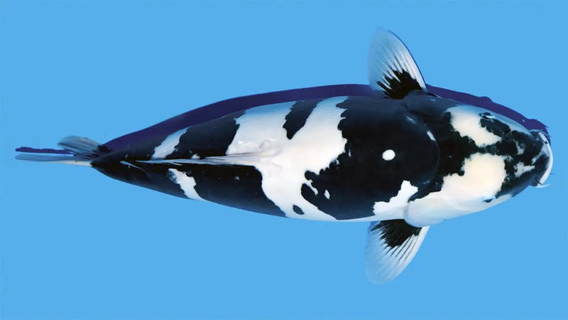 Shiro Utsuri Koi met zwart-wit patroon in een blauwe vijverbak