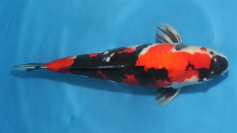 Showa Koi met zwarte, rode en witte patronen in een blauwe vijverbak