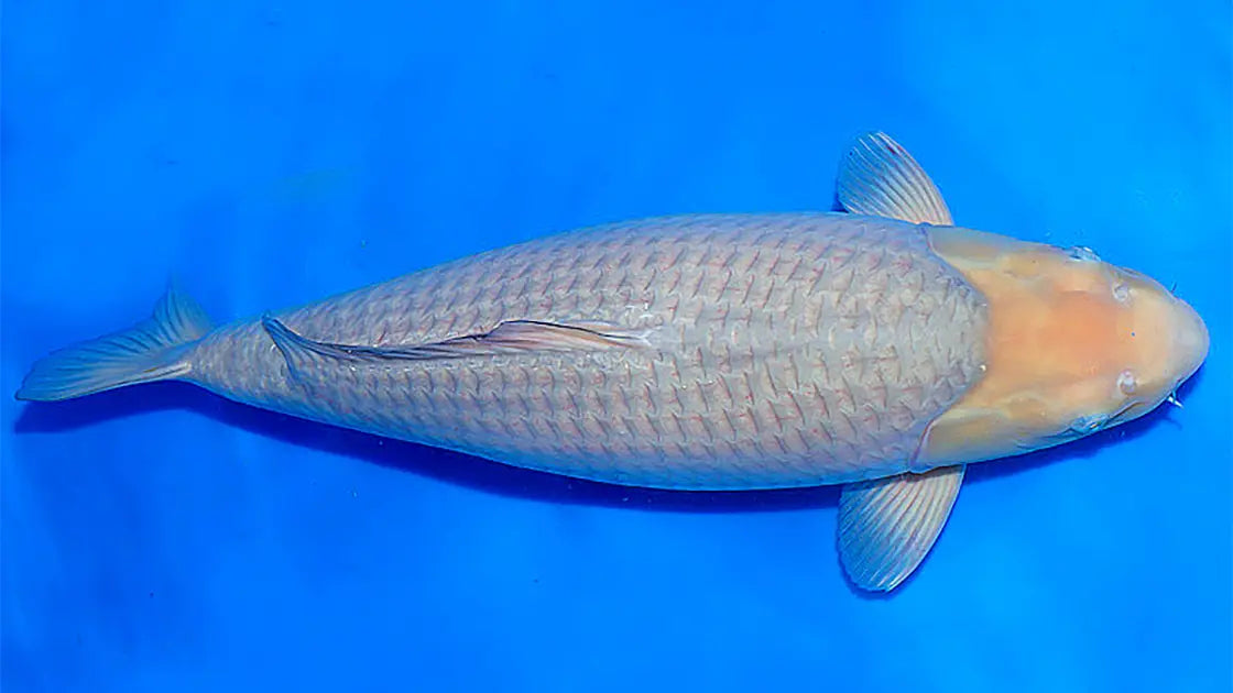 Soragoi Koi met een zachte grijsblauwe kleur in een blauwe vijverbak