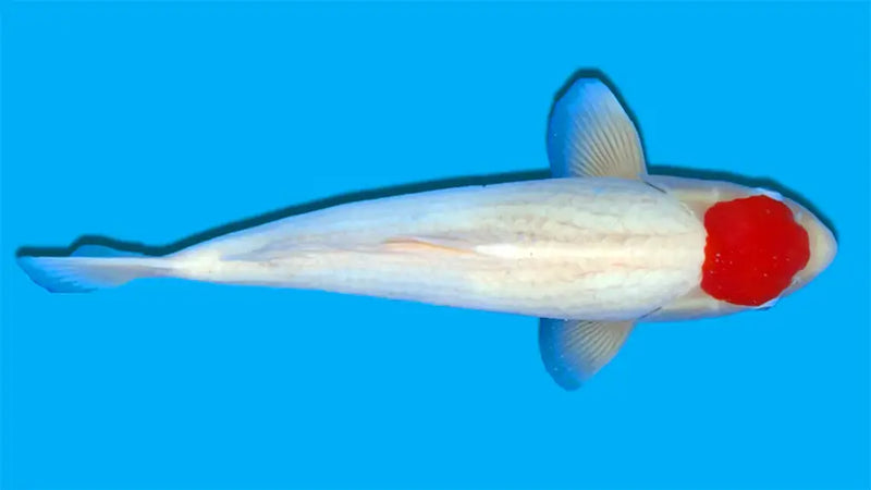 Tancho Koi met een rode vlek op het hoofd en een wit lichaam in een blauwe vijverbak