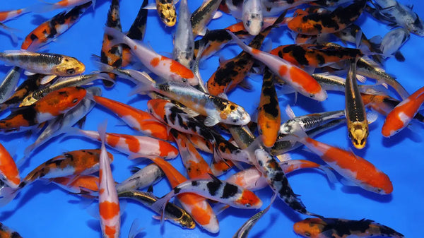 Een groep jonge Tosai Koi met diverse patronen en kleuren, zwemmend in een blauwe bak