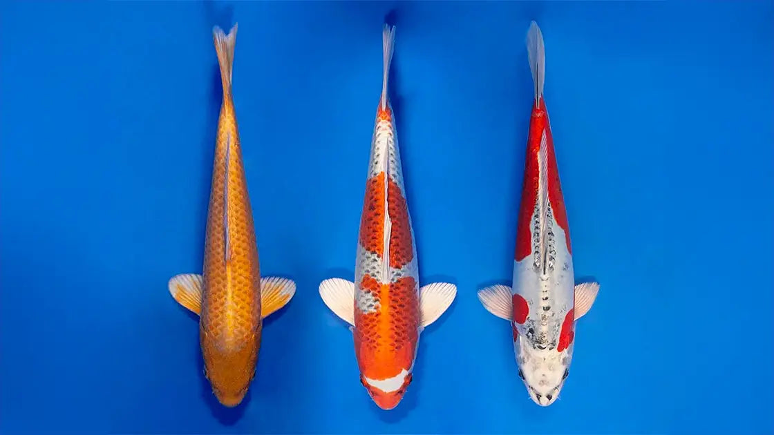Drie verschillende koi-soorten in een blauwe vijverbak: een goudkleurige Ogon, een rood-witte Kohaku, en een wit-rode Doitsu.