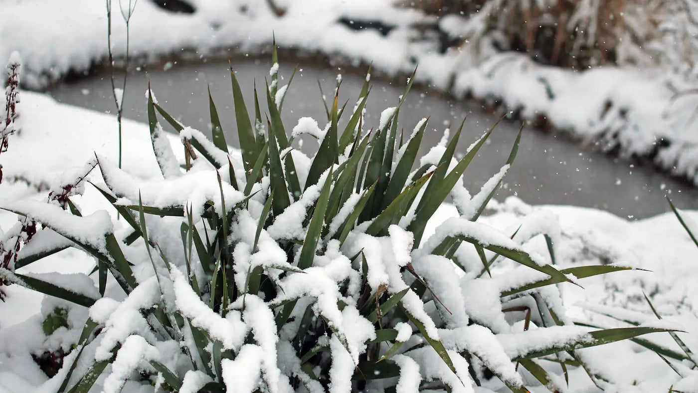 Besneeuwde plant bij een deels bevroren vijver in januari, passend bij tips om parasieten te voorkomen in koude omstandigheden