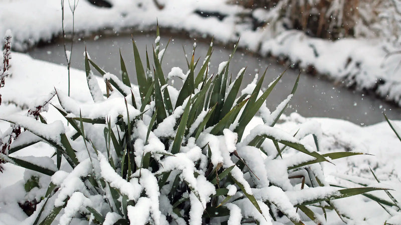 Besneeuwde plant bij een deels bevroren vijver in januari, passend bij tips om parasieten te voorkomen in koude omstandigheden
