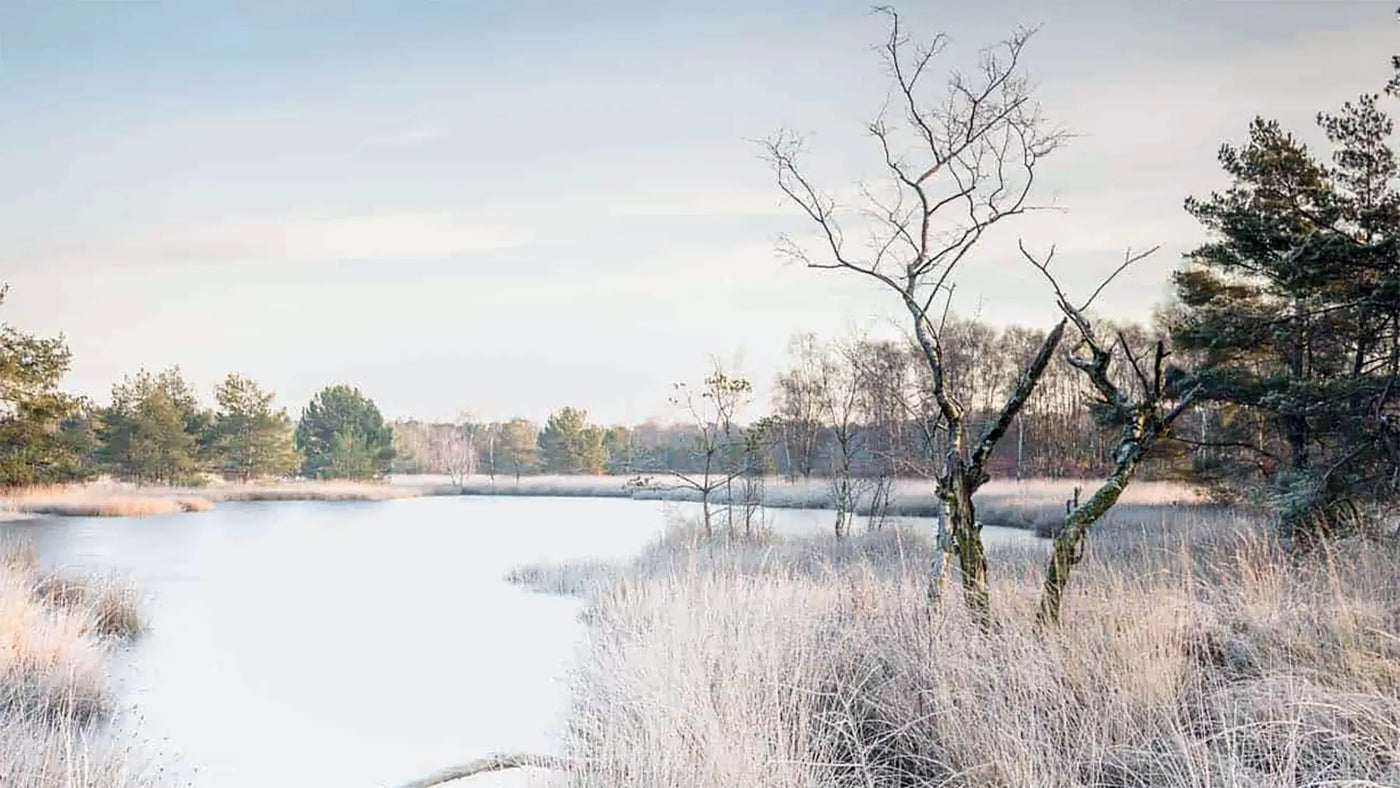 Bevroren vijver in een winterlandschap met kale bomen en rijp bedekte grassen.