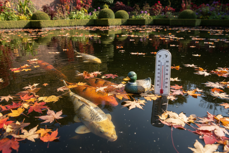 Voeren bij Wisselende Temperaturen: De Complete Voerschema-gids