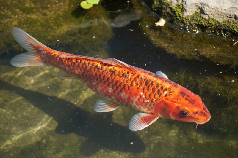 Witte Vlekken op Koi: Ichthyophthirius (Witte Stip) Herkennen en Bestrijden