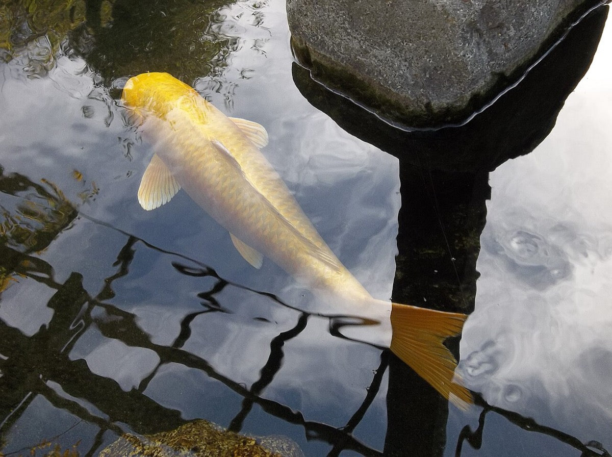 Yamabuki Ogon koi met felgele metallic kleur