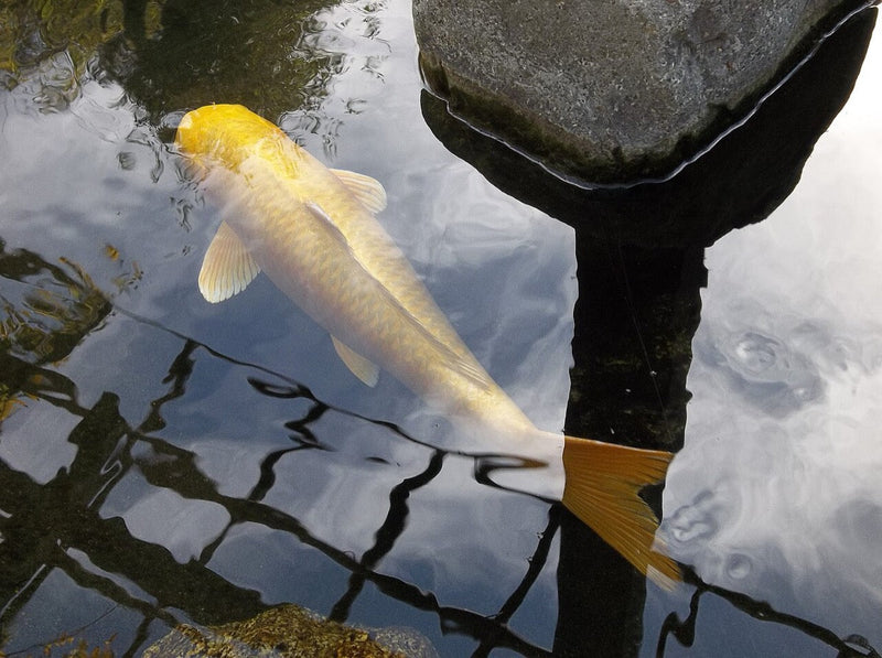 Yamabuki Ogon koi met felgele metallic kleur