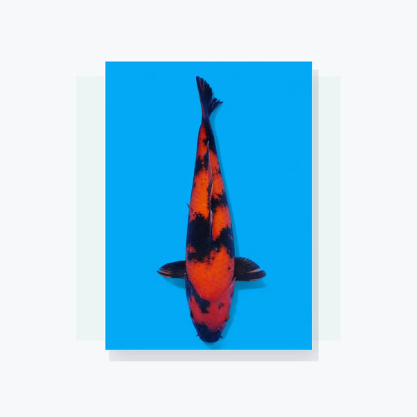 Koi van Heesch Koi