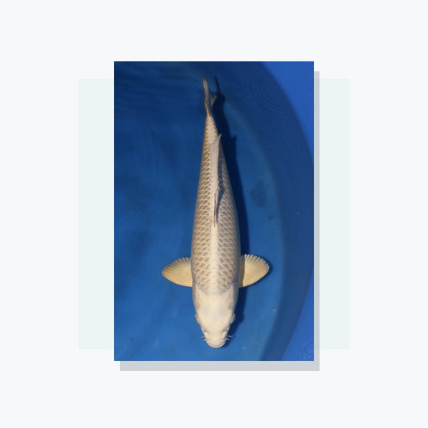 Koi van Koi Development Center