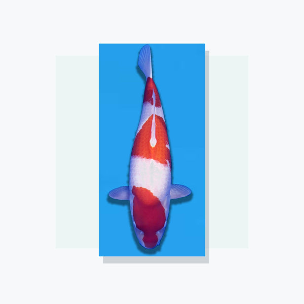 Koi van MA-koi