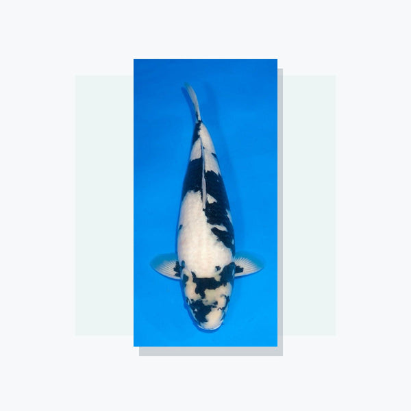 Koi van Oosterhout Koi