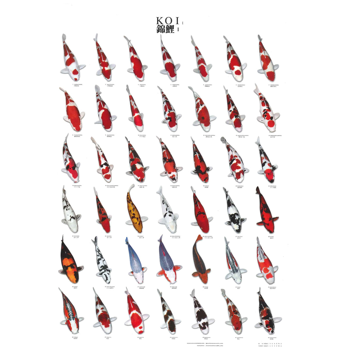 Superfish Koiposter Nr. 1 gelamineerd - herkenningsgids voor koi-varieteiten