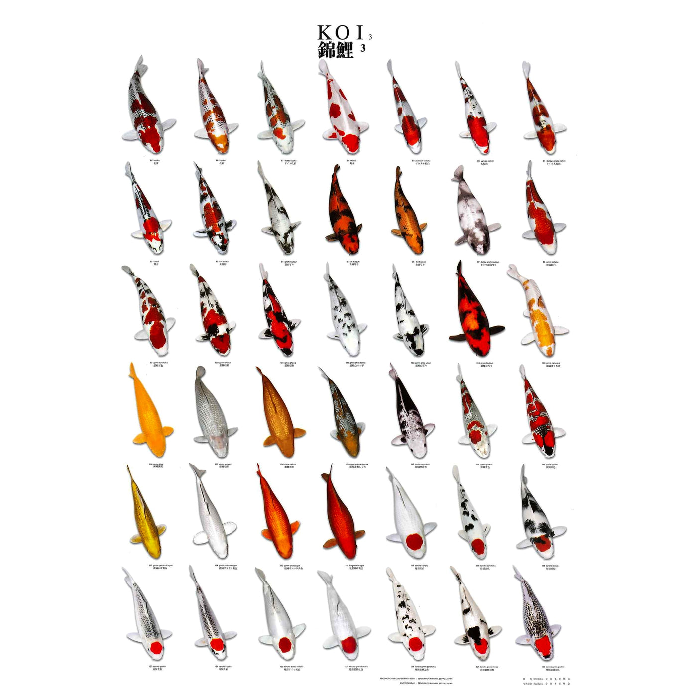 Superfish Koiposter Nr. 3 gelamineerd - herkenningsgids voor koi-varieteiten