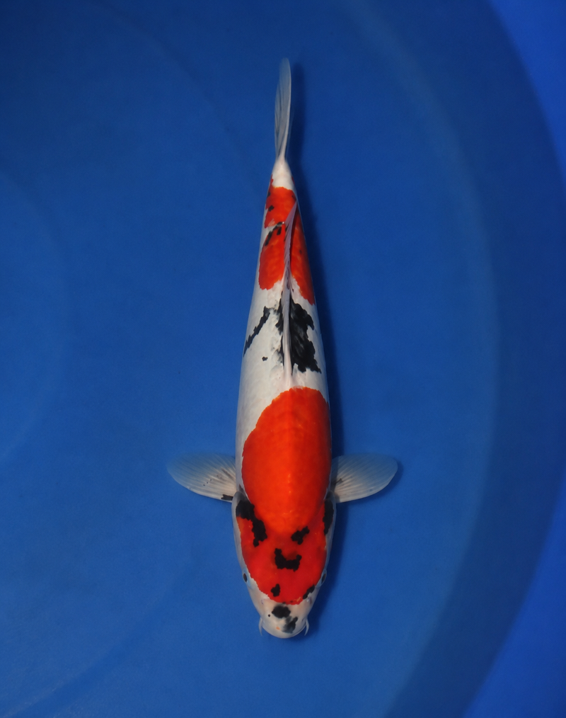 Takahashi Doitsu Showa 3112, Koi bij Vijvercentrum