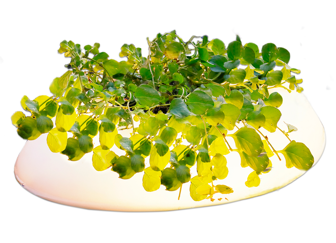 Velda Velda Floating pond light | Vijverlamp
