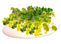 Velda Velda Floating pond light | Vijverlamp, miniatuur 4