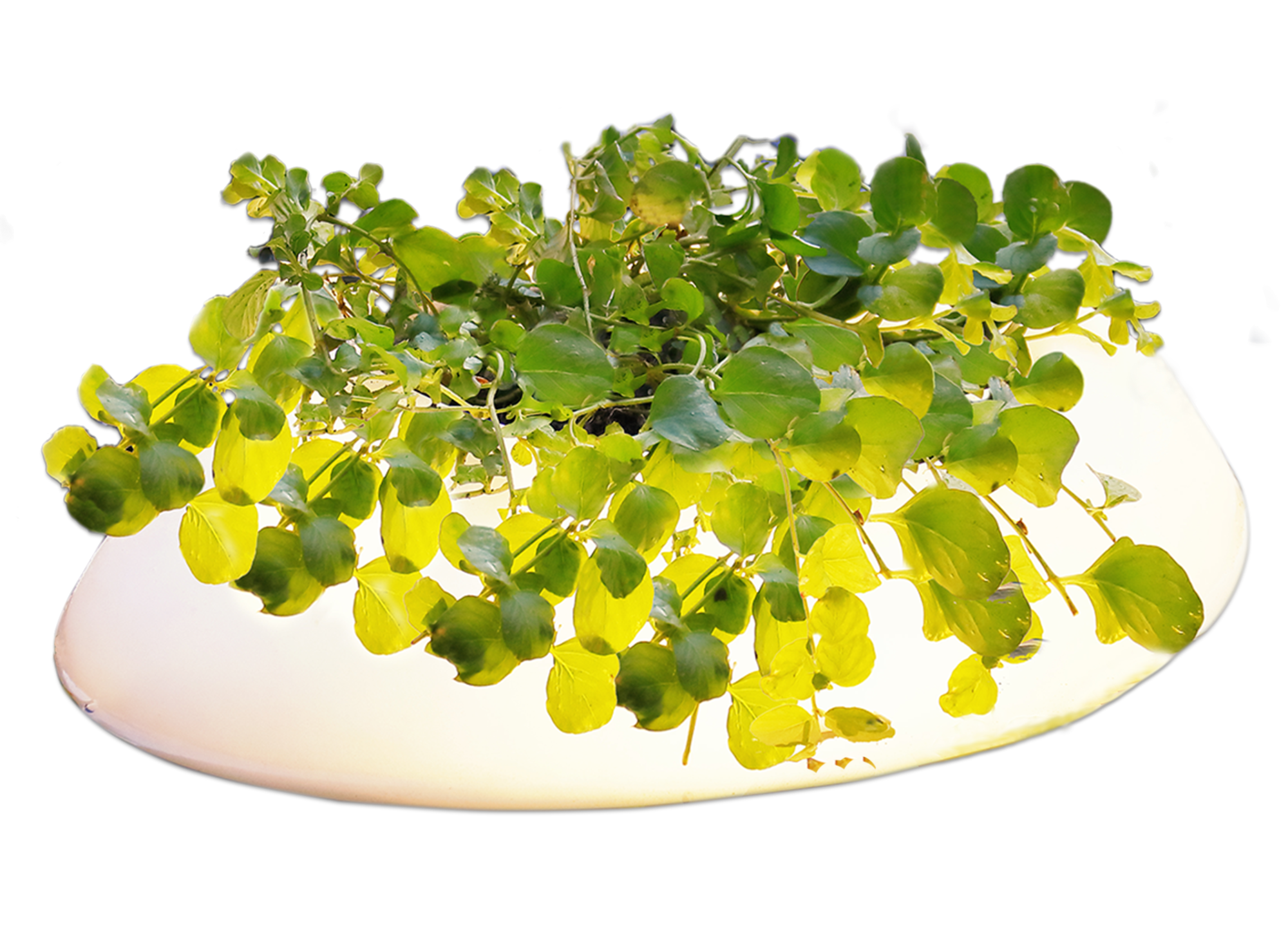 Velda Velda Floating pond light | Vijverlamp