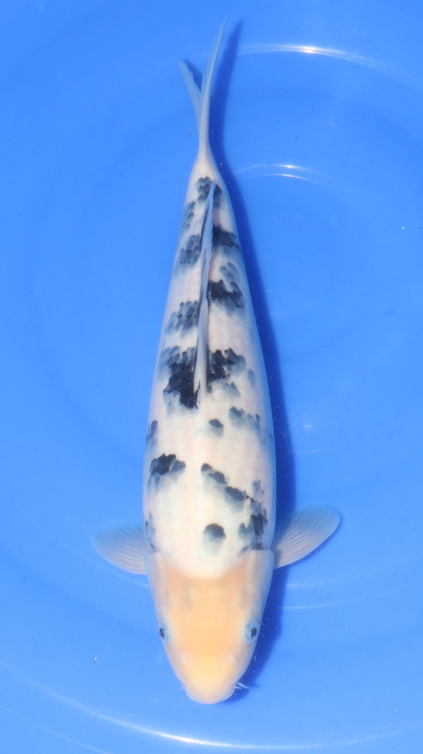 Bekko Ooya Female (35-40 cm)