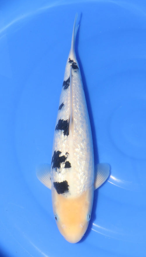 Ginrin Bekko Ooya Female (35-40 cm)