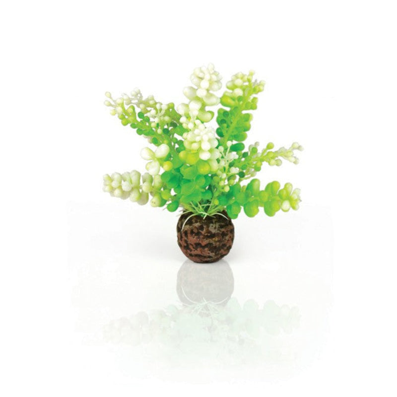 biOrb Aquarium Caulerpa groen, Aquarium Decoratie bij Vijvercentrum