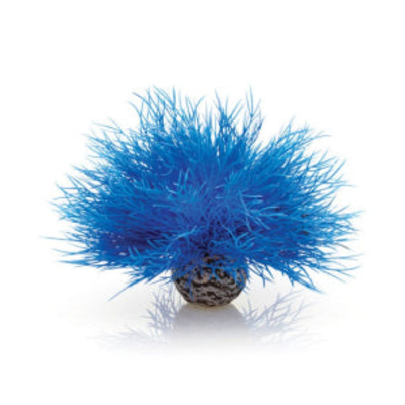 biOrb Aquarium zeelelie blauw, Aquarium Decoratie bij Vijvercentrum