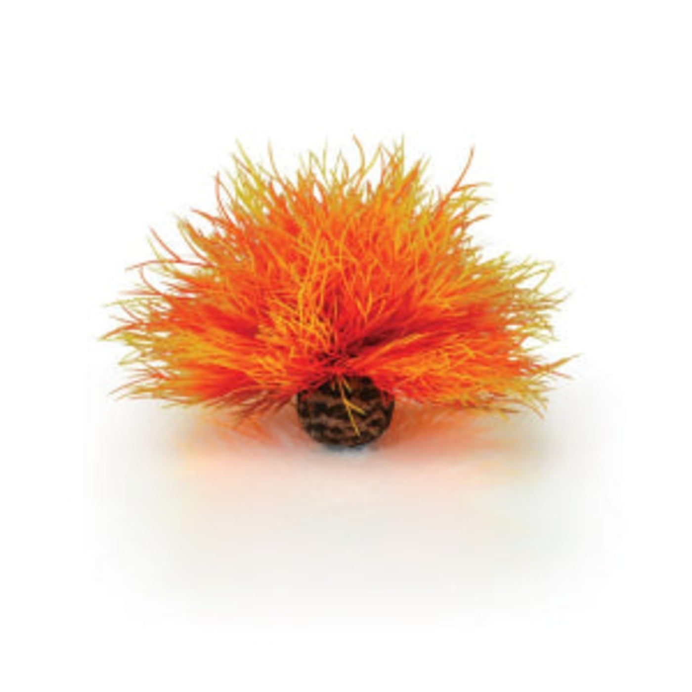 biOrb Aquarium zeelelie vuur