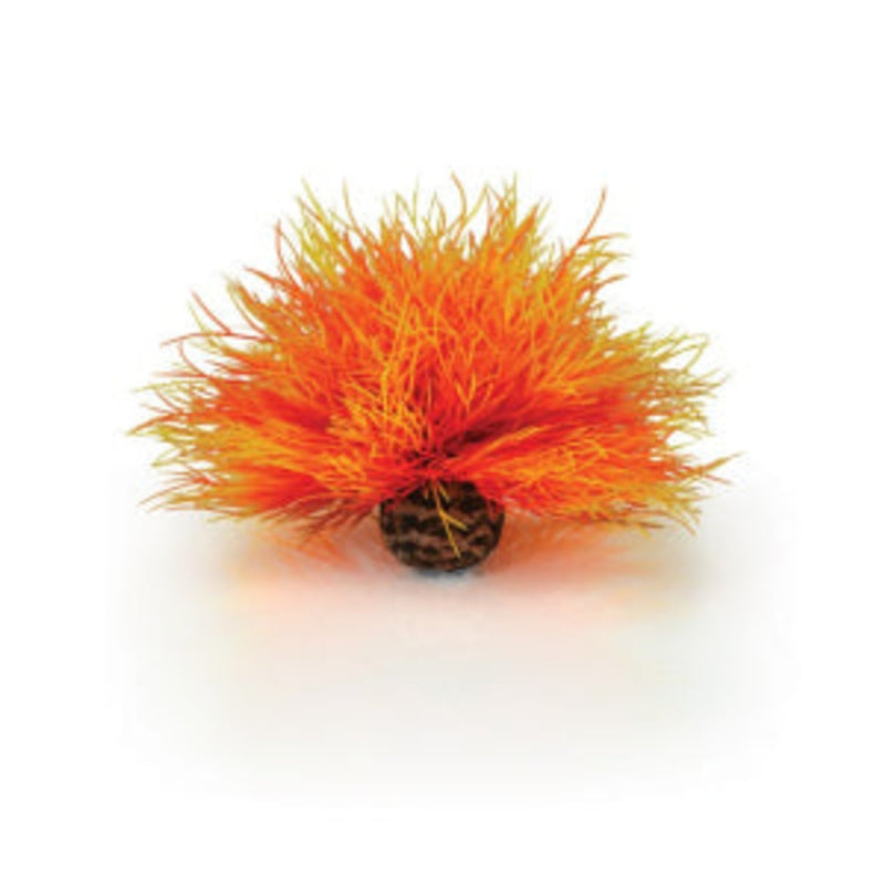 biOrb Aquarium zeelelie vuur, Aquarium Decoratie bij Vijvercentrum
