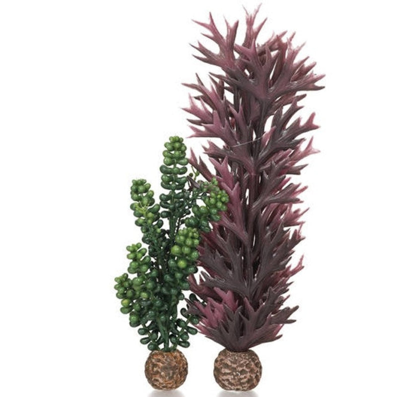 biOrb zeeparels olijfgroen & zeewier paars/rood, Aquarium Decoratie bij Vijvercentrum