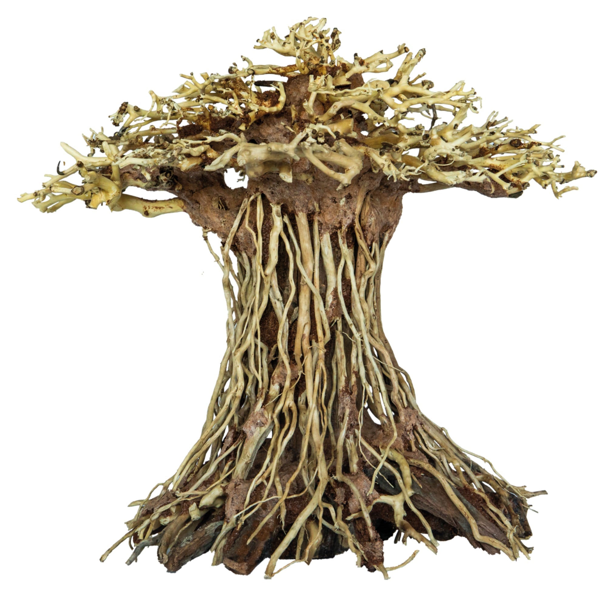 Bonsai Mushroom Large