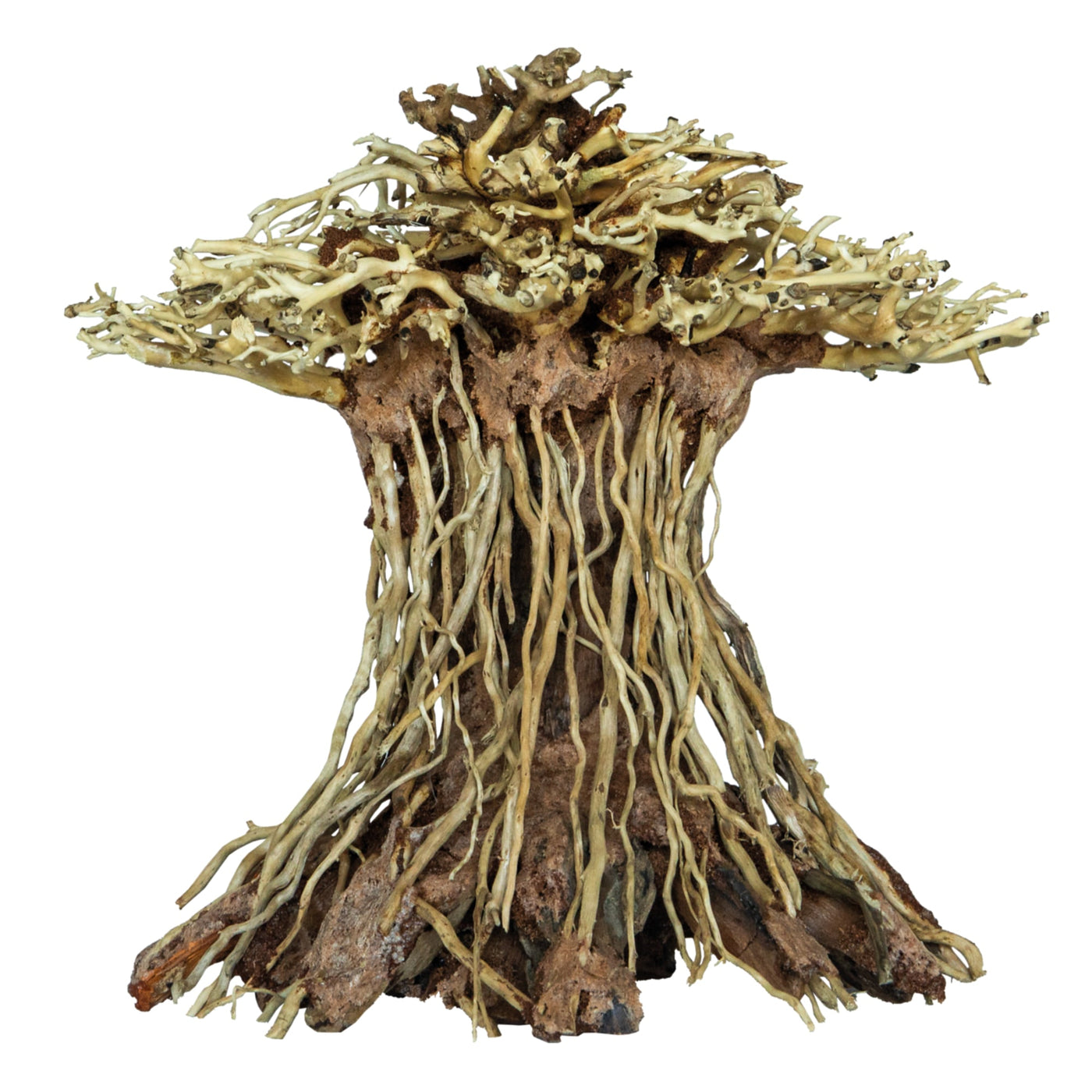 Bonsai Mushroom Medium